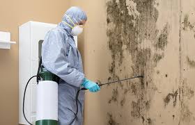 Why You Should Choose Our Mold Remediation Services in Blacksburg, SC